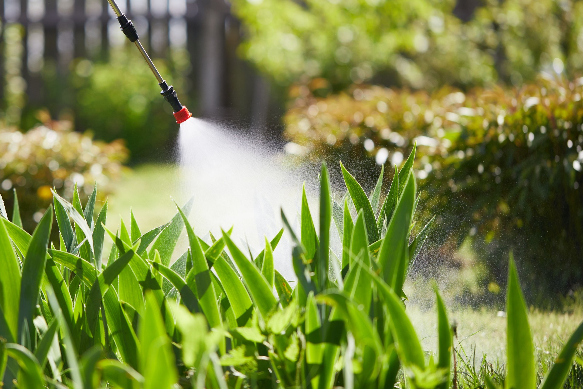 The farmer sprays pesticides on the garden, vegetable garden, farm, to protect plants from diseases and pests. Knapsack sprayer. Insecticides. Herbicides. Fungicides.
