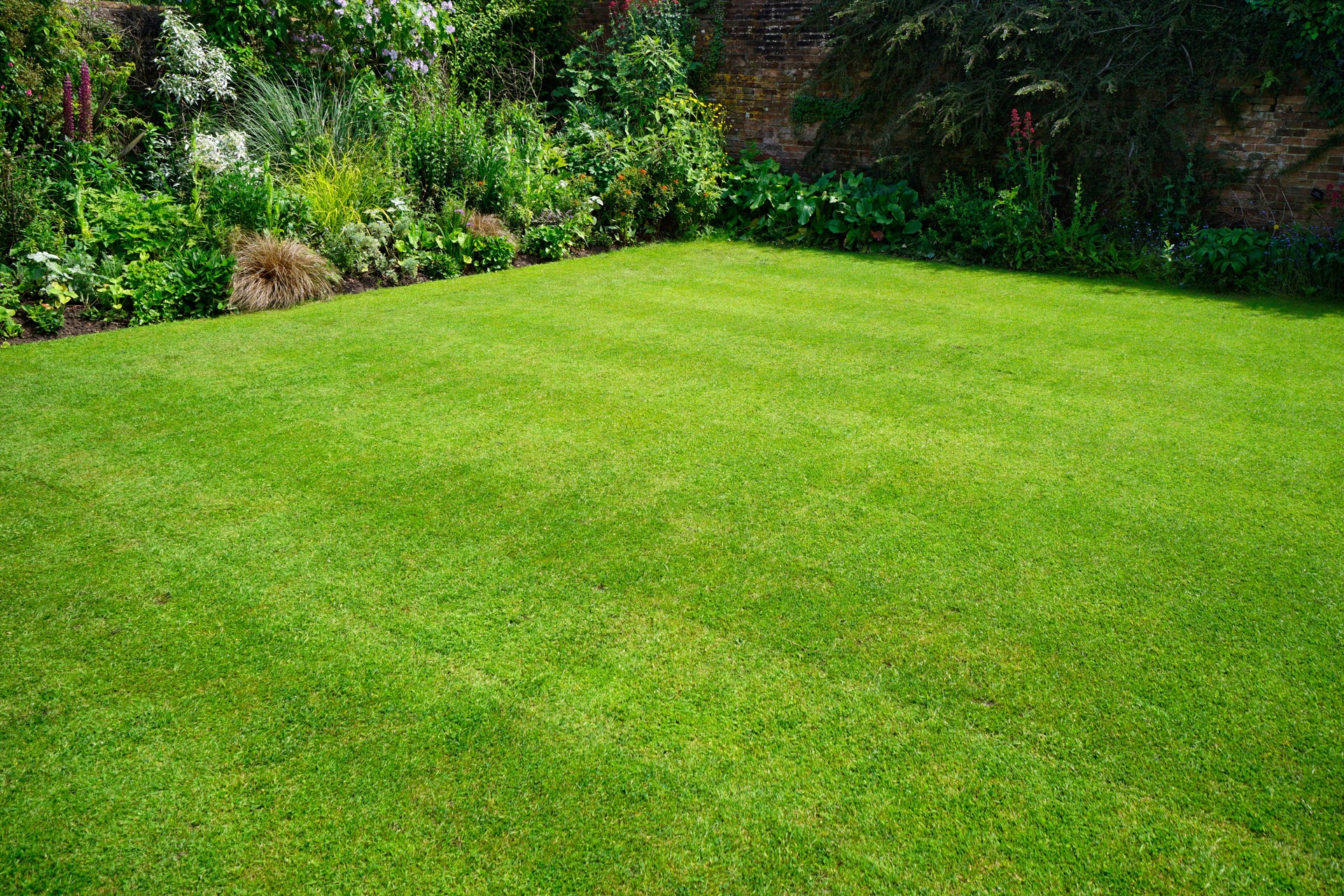 backyard turfgrass bermuda